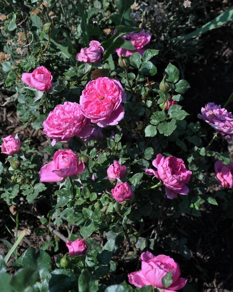 Photo of Rose (Rosa 'Parade') uploaded by Steve812
