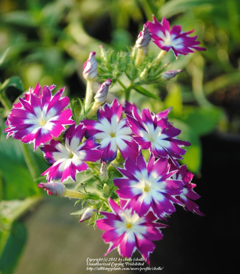 Photo of Annual Phlox (Phlox drummondii 'Twinkle Star Mix') uploaded by chelle