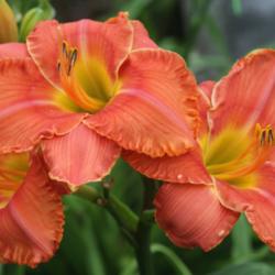 Location: home garden
Date: 2012-05-27
This daylily has a permanent place in my garden