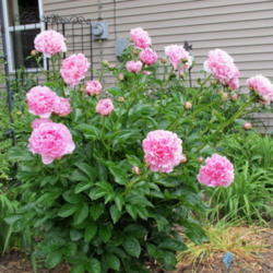 Location: My garden, zone 4 Wisconsin
Date: 2012-05-29
zone 4 Wisconsin