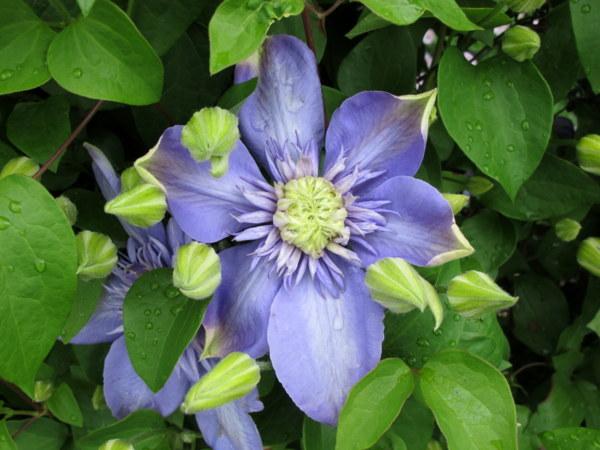 Photo of Clematis Blue Light™ uploaded by goldfinch4
