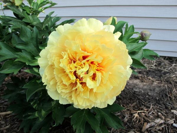 Photo of Intersectional Peony (Paeonia 'Garden Treasure') uploaded by goldfinch4