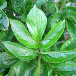 Location: My garden, zone 4 Wisconsin
Date: 2012-05-29
Mature leaves