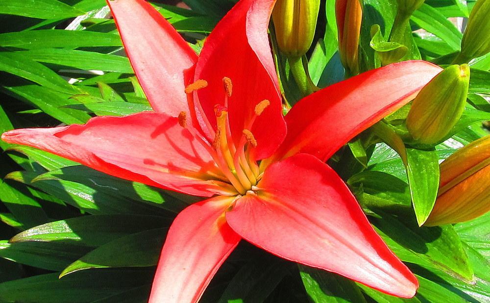 Photo of Lily (Lilium 'Tiny Toes') uploaded by jmorth
