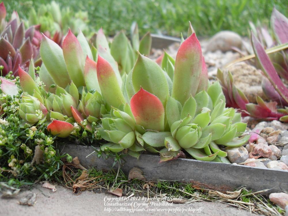 Photo of Hen and Chicks (Sempervivum 'Gay Jester') uploaded by picklepuff