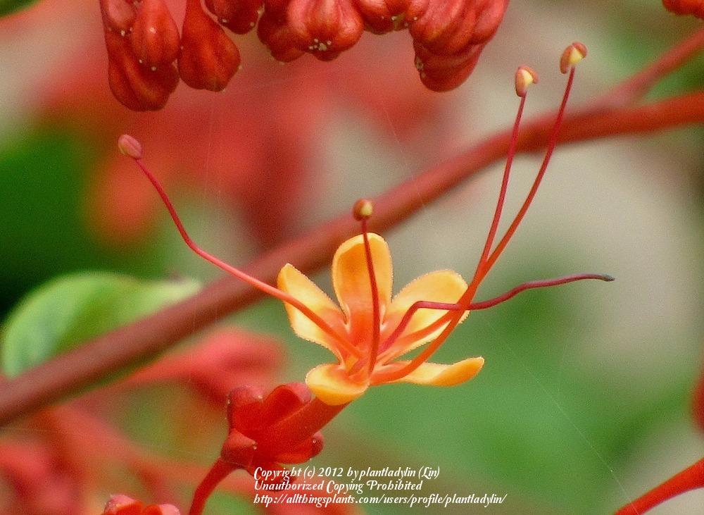Photo of Pagoda Flower (Clerodendrum paniculatum) uploaded by plantladylin