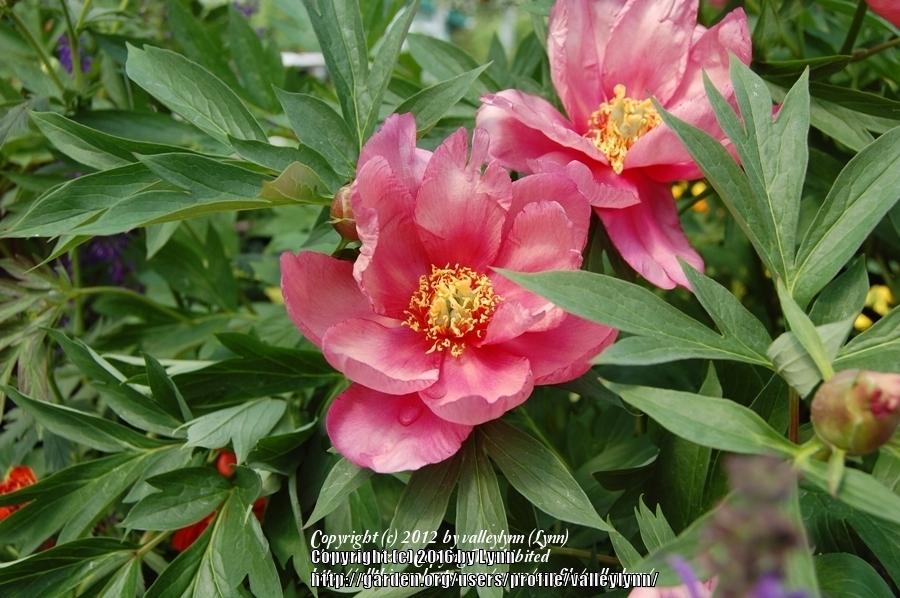Photo of Intersectional Peony (Paeonia Keiko™) uploaded by valleylynn