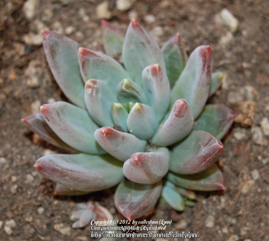Photo of Pachyveria (XPachyveria 'Little Jewel') uploaded by valleylynn