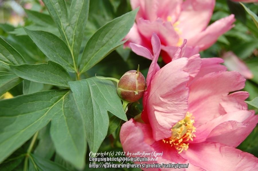 Photo of Intersectional Peony (Paeonia Keiko™) uploaded by valleylynn