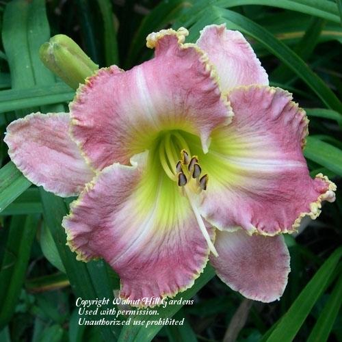 Photo of Daylily (Hemerocallis 'Peppermint Frosting') uploaded by vic