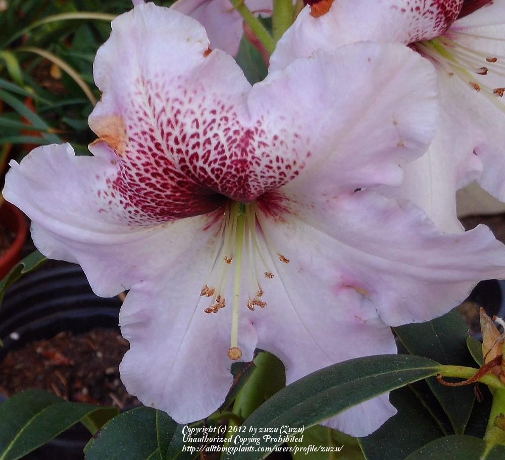 Photo of Rhododendron 'Joan Leslie Hammond' uploaded by zuzu
