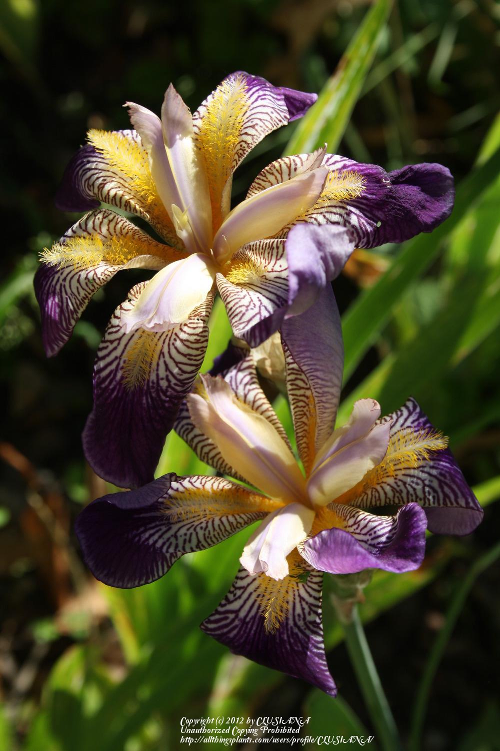 Photo of Tall Bearded Iris (Iris 'Rhythm') uploaded by CLUSIANA
