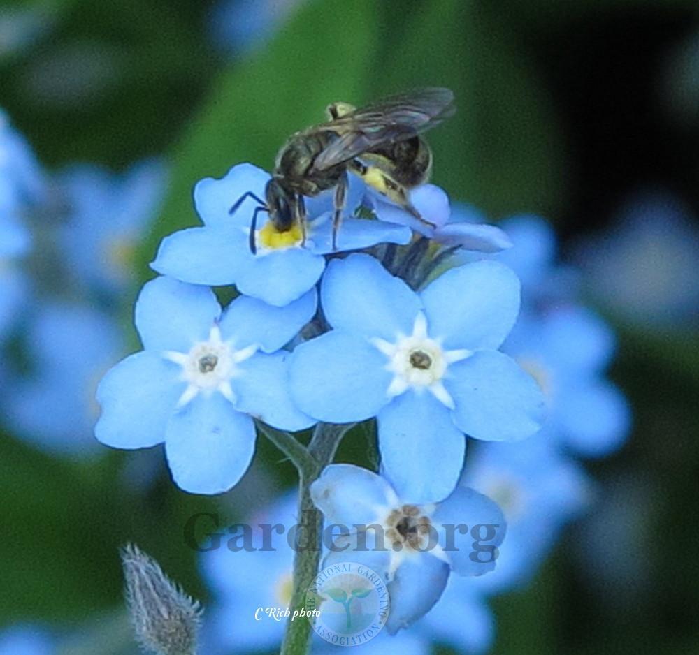 Photo of Water Forget-Me-Not (Myosotis scorpioides) uploaded by Char