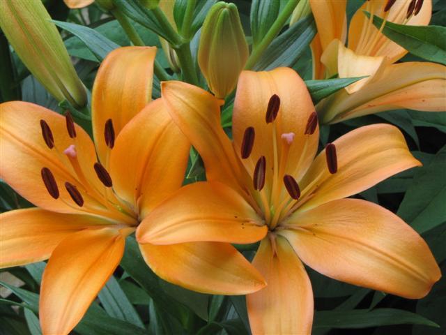 Photo of Lily (Lilium 'Desert Song') uploaded by Claudia
