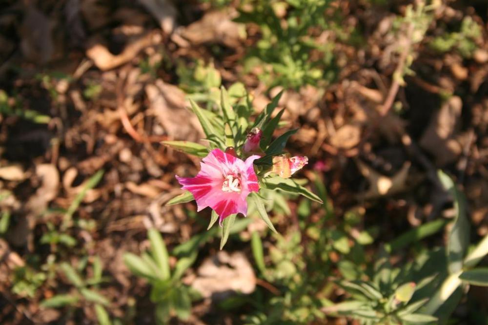 Photo of Godetia (Clarkia amoena) uploaded by KentPfeiffer