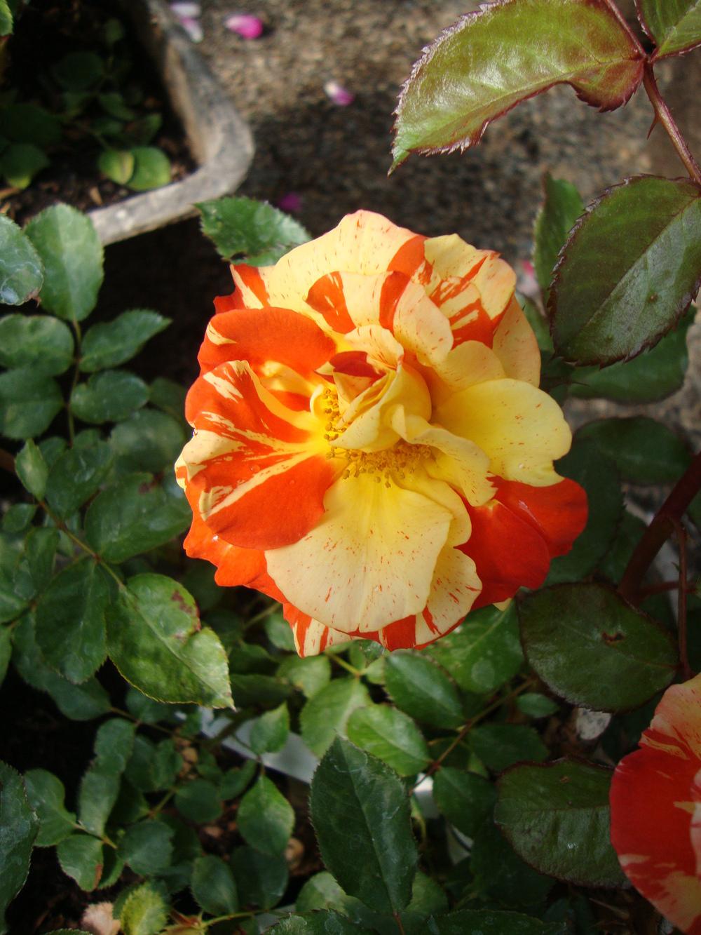 Photo of Rose (Rosa 'Oranges 'n' Lemons') uploaded by Paul2032