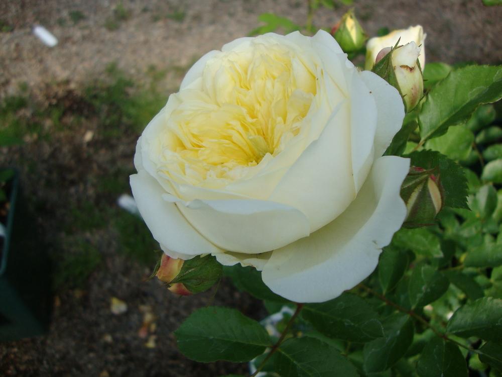 Photo of Rose (Rosa 'The Pilgrim') uploaded by Paul2032