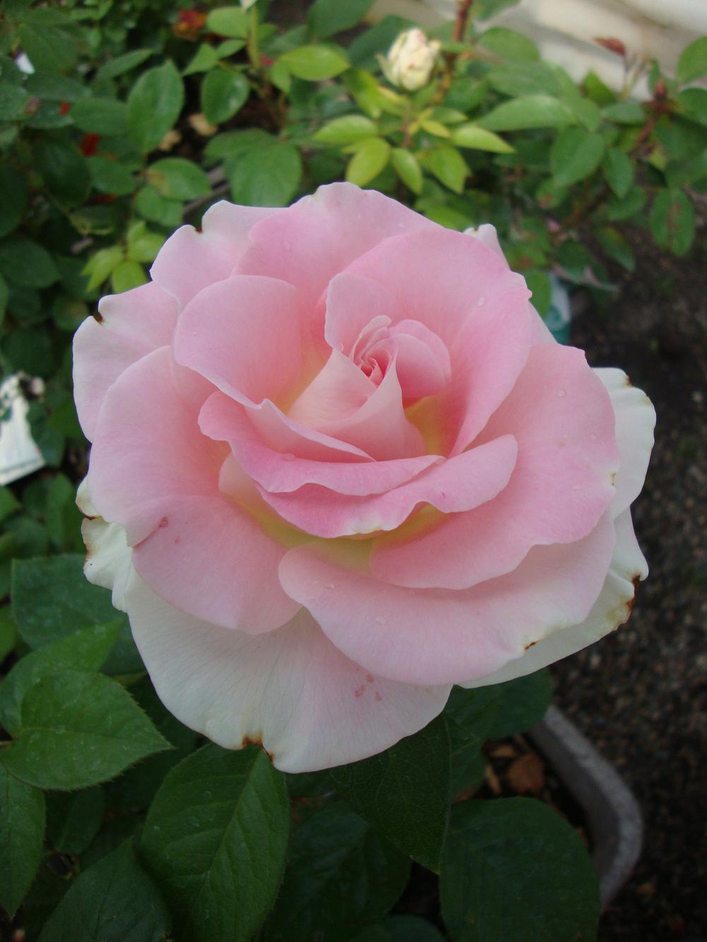 Photo of Rose (Rosa 'Falling in Love') uploaded by Paul2032