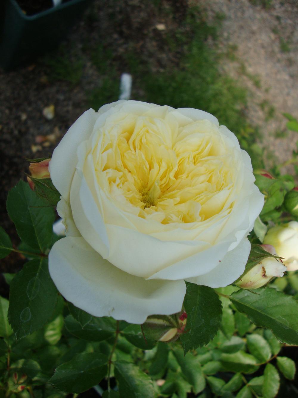 Photo of Rose (Rosa 'The Pilgrim') uploaded by Paul2032