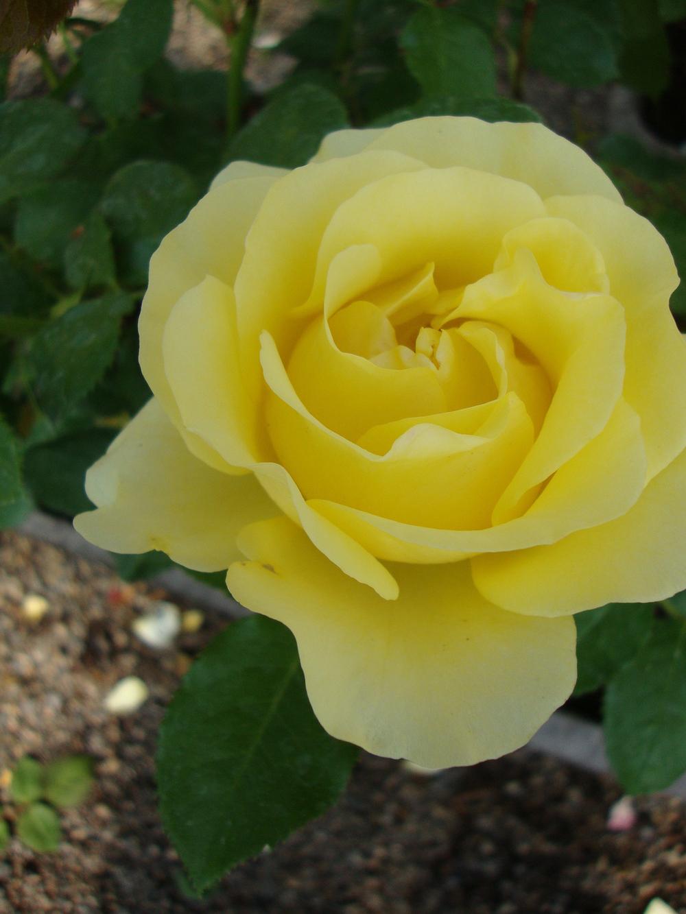 Photo of Rose (Rosa 'Walking on Sunshine') uploaded by Paul2032