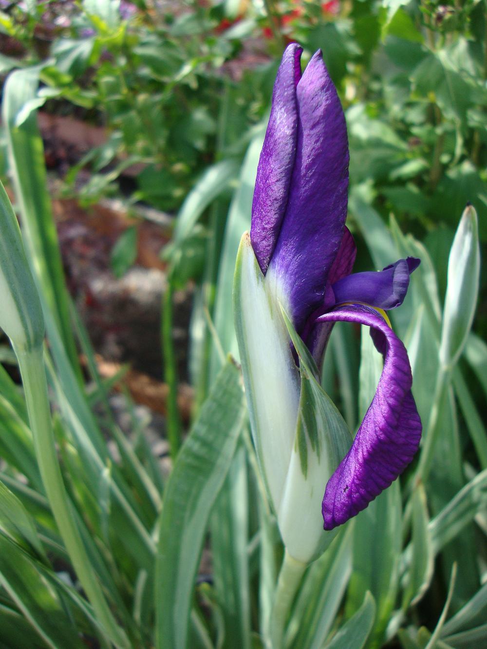Photo of Japanese Iris (Iris ensata 'Silverband') uploaded by Paul2032