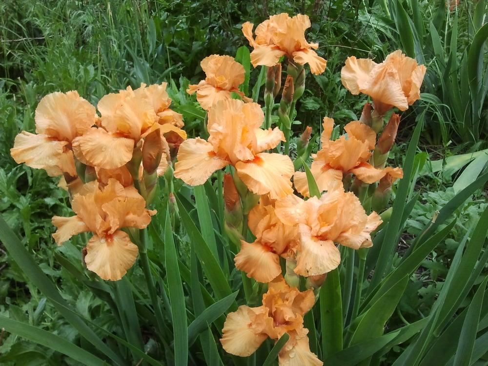 Photo of Tall Bearded Iris (Iris 'Orange Harvest') uploaded by dyzzypyxxy