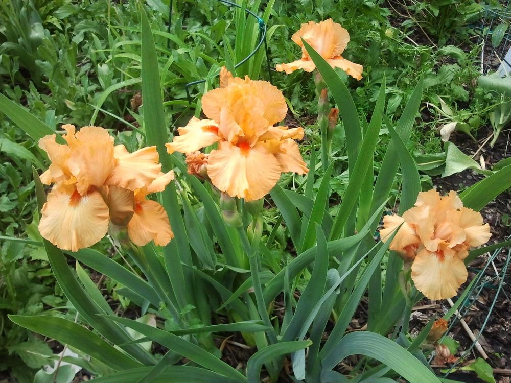 Photo of Tall Bearded Iris (Iris 'Orange Harvest') uploaded by dyzzypyxxy