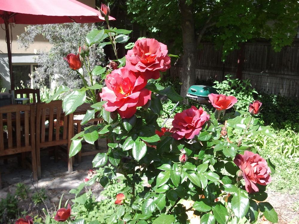 Photo of Rose (Rosa 'Hot Cocoa') uploaded by dyzzypyxxy