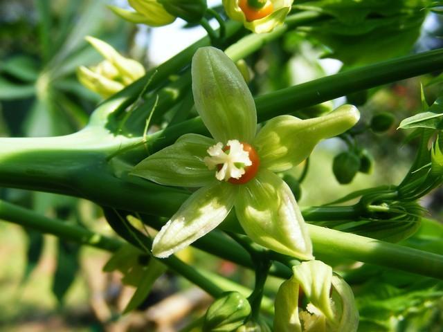 Photo of Tapioca Plant (Manihot esculenta) uploaded by gingin