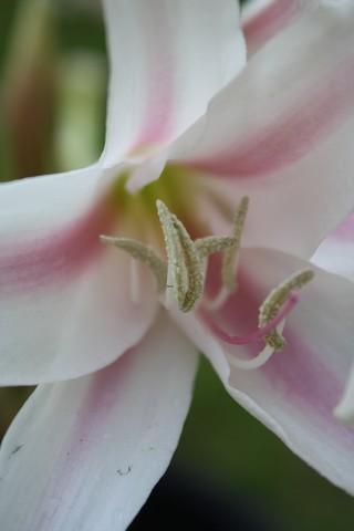 Photo of Swamp Lily (Crinum erubescens) uploaded by gingin