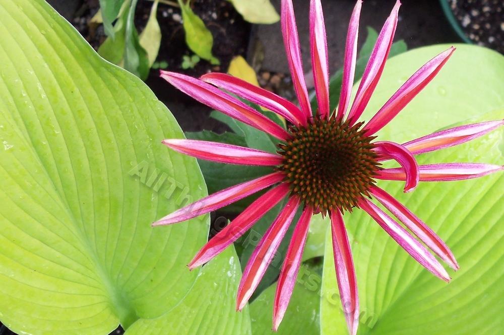 Photo of Coneflower (Echinacea Big Sky™ After Midnight) uploaded by virginiarose