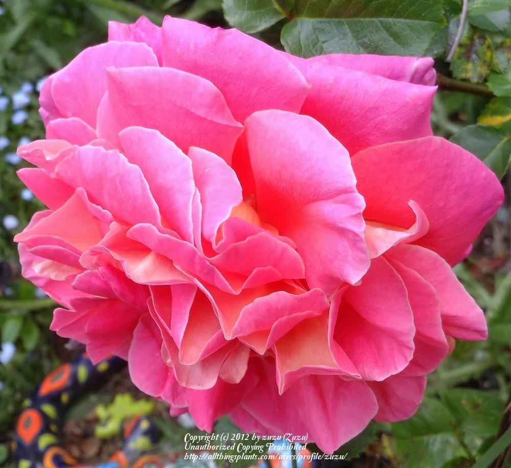Photo of Rose (Rosa 'Catalonia') uploaded by zuzu