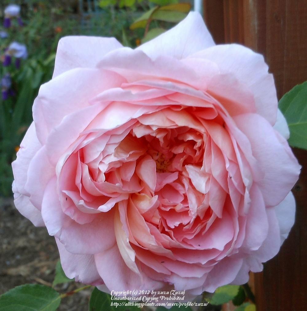 Photo of Rose (Rosa 'Carding Mill') uploaded by zuzu