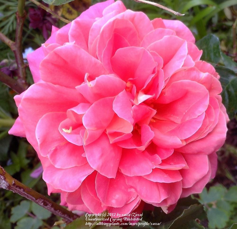 Photo of Rose (Rosa 'Catalonia') uploaded by zuzu