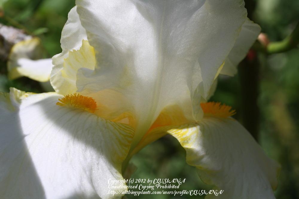 Photo of Tall Bearded Iris (Iris 'Bride's Halo') uploaded by CLUSIANA