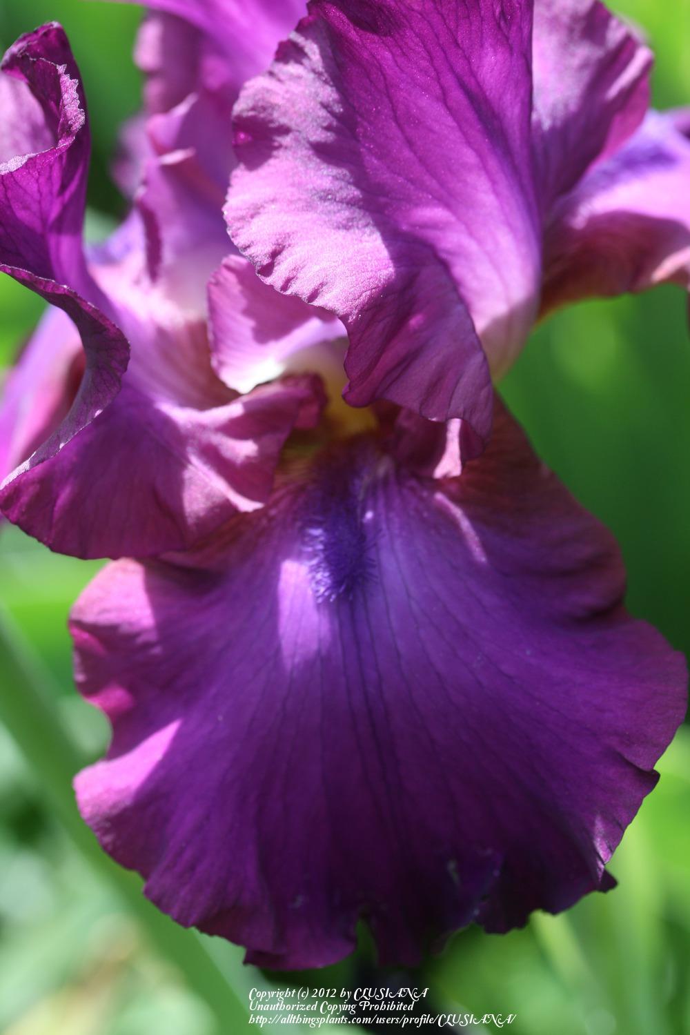 Photo of Tall Bearded Iris (Iris 'Gypsy Romance') uploaded by CLUSIANA