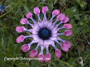 Photo of African Daisy (Osteospermum 'Pink Whirls') uploaded by Calif_Sue