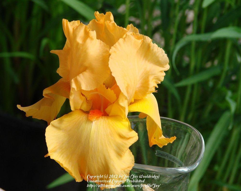 Photo of Tall Bearded Iris (Iris 'Orange Harvest') uploaded by Joy