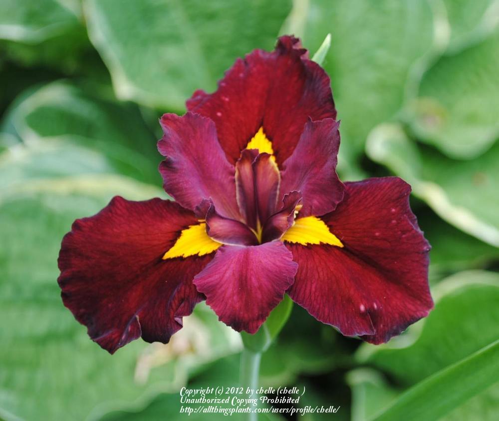 Photo of Louisiana Iris (Iris 'Ann Chowning') uploaded by chelle