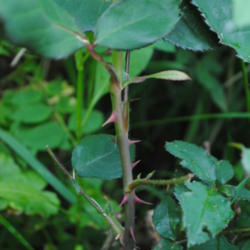 Location: My Northeastern Indiana Gardens - Zone 5b
Date: 2012-05-31
Plant has thorns up to the last leaf cluster.