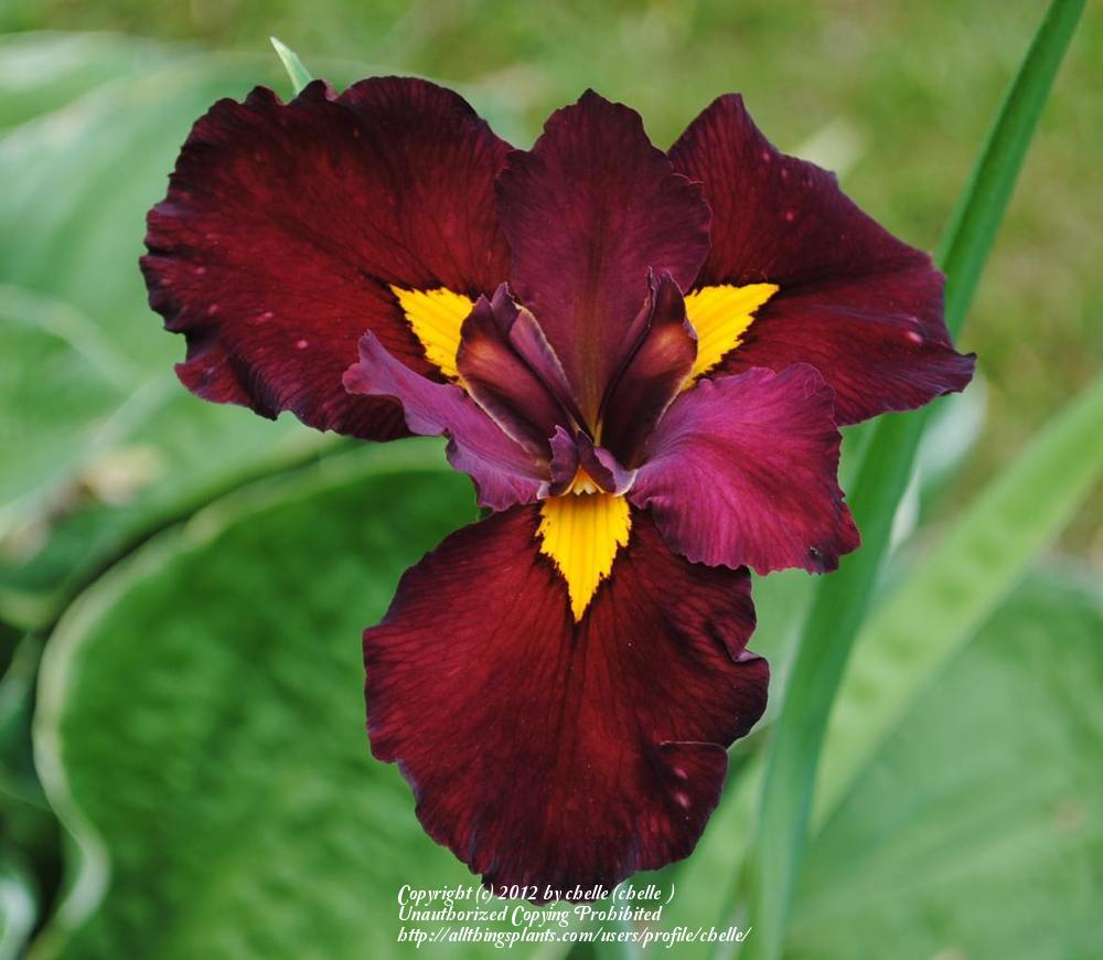 Photo of Louisiana Iris (Iris 'Ann Chowning') uploaded by chelle