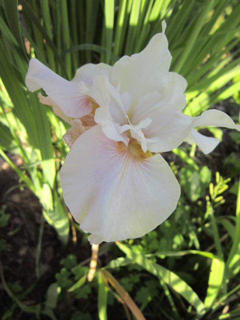Photo of Siberian Iris (Iris 'Fond Kiss') uploaded by ge1836