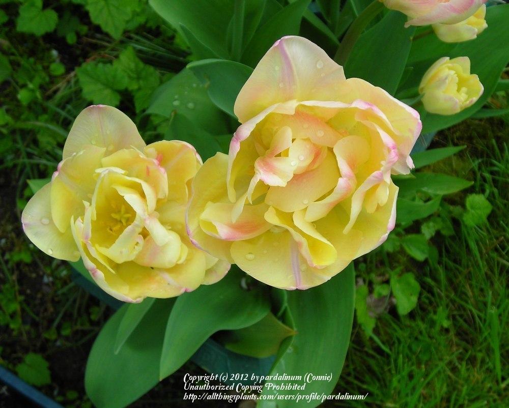 Photo of Peony-flowered Tulip (Tulipa 'Peach Melba') uploaded by pardalinum