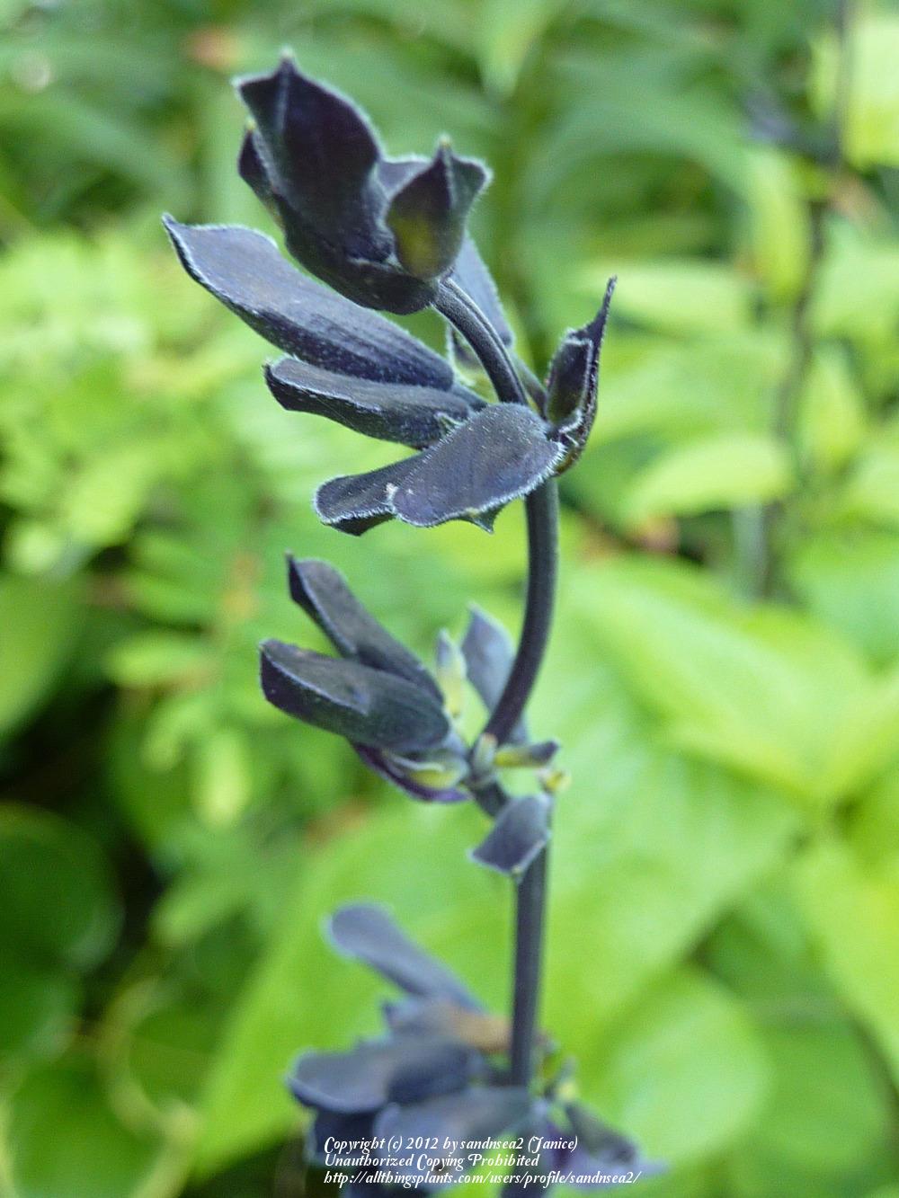 Photo of Anise-Scented Sage (Salvia coerulea 'Black and Blue') uploaded by sandnsea2