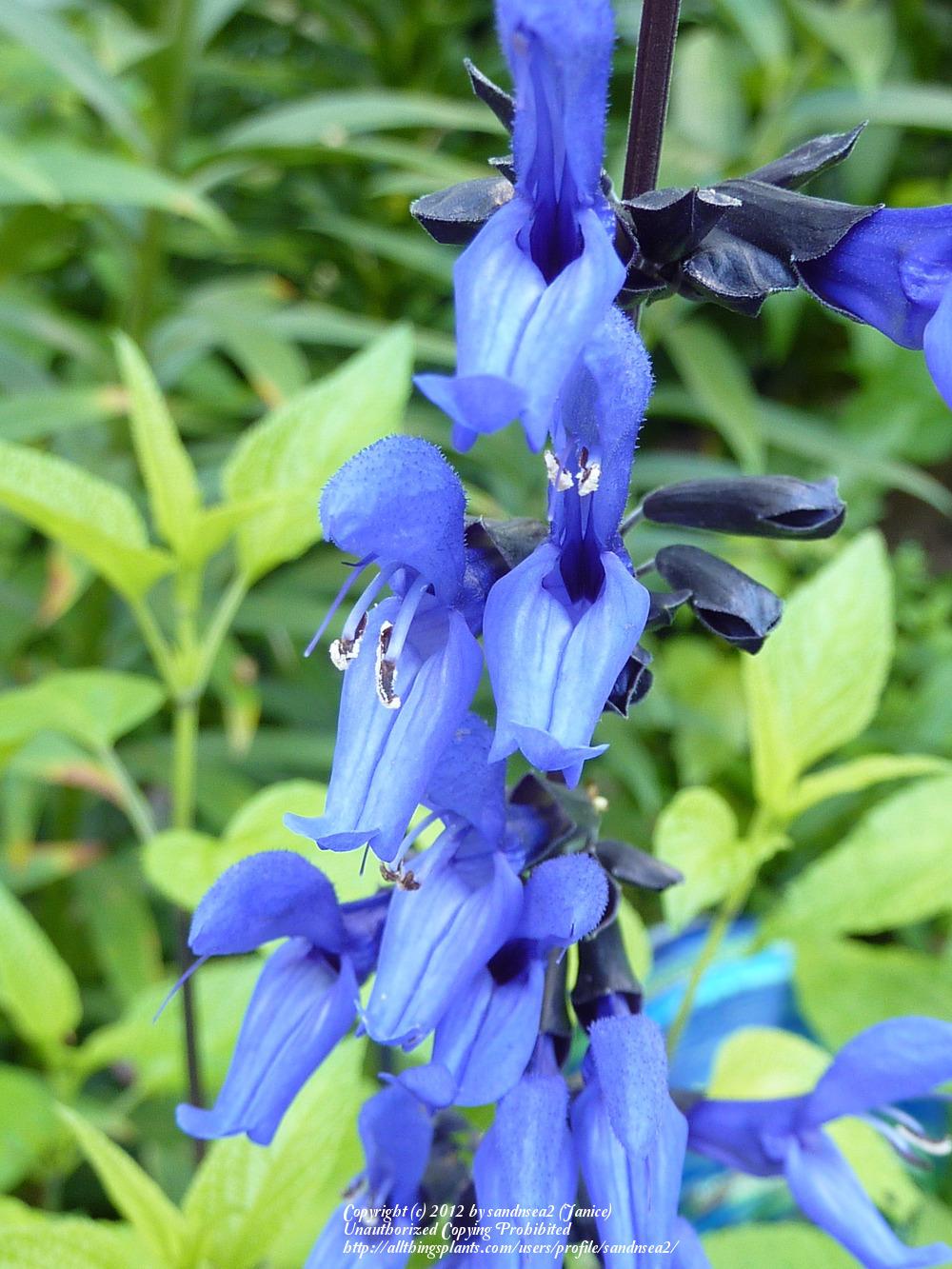 Photo of Anise-Scented Sage (Salvia coerulea 'Black and Blue') uploaded by sandnsea2