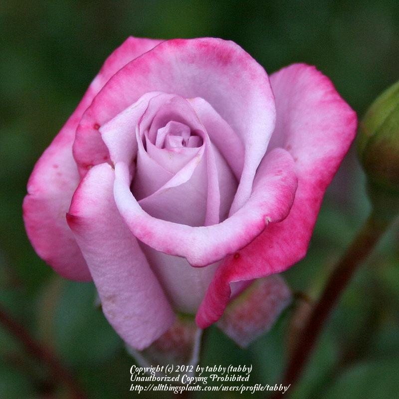 Photo of Rose (Rosa 'Scentsational') uploaded by tabby