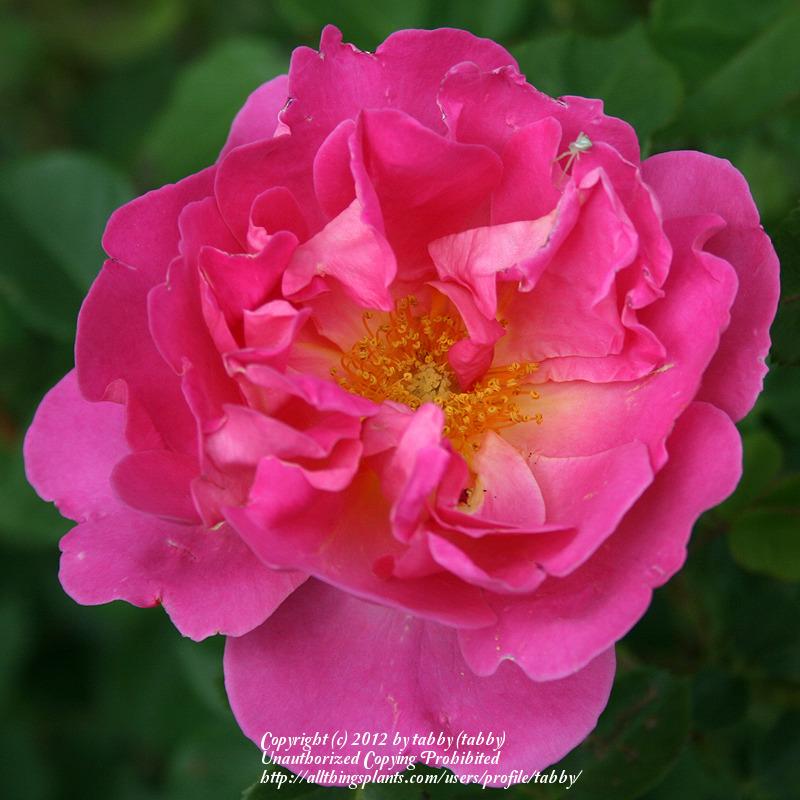 Photo of Rose (Rosa 'The Herbalist') uploaded by tabby