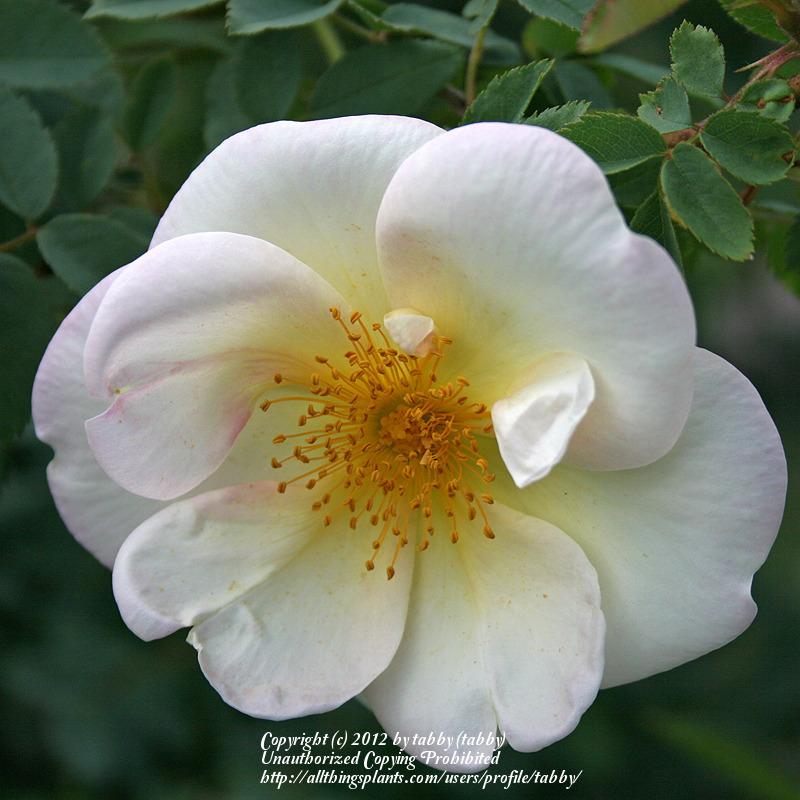 Photo of Rose (Rosa 'Fruhlingsgold') uploaded by tabby