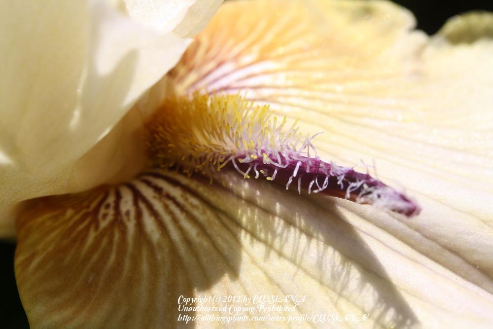 Photo of Tall Bearded Iris (Iris 'Thornbird') uploaded by CLUSIANA