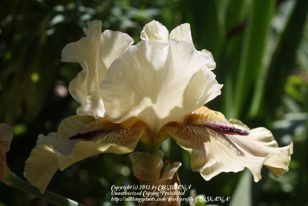 Photo of Tall Bearded Iris (Iris 'Thornbird') uploaded by CLUSIANA
